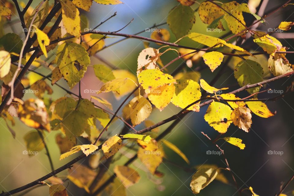 Close-up of autumn leaves