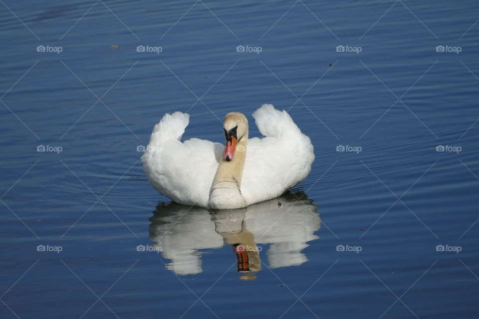 Swan