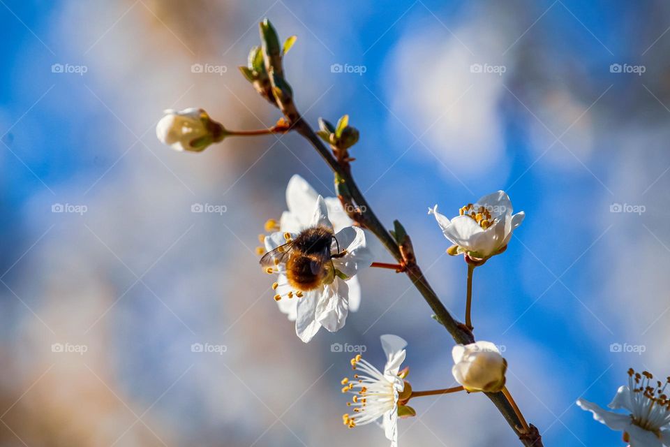 White spring flowers and a bee