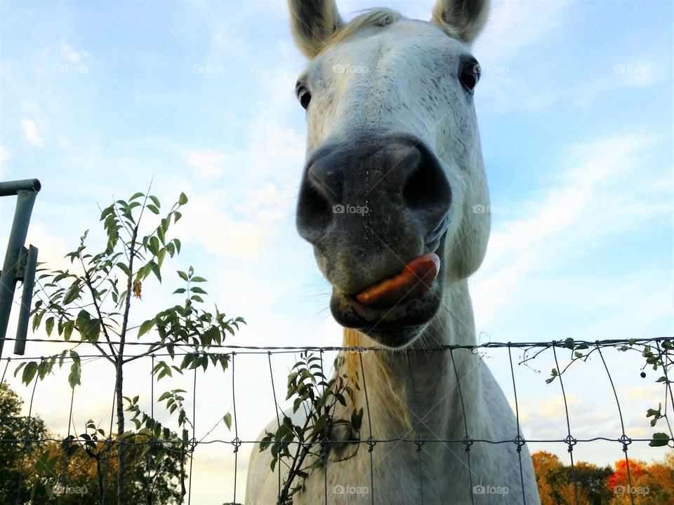 Gray Horse Licking His Lips