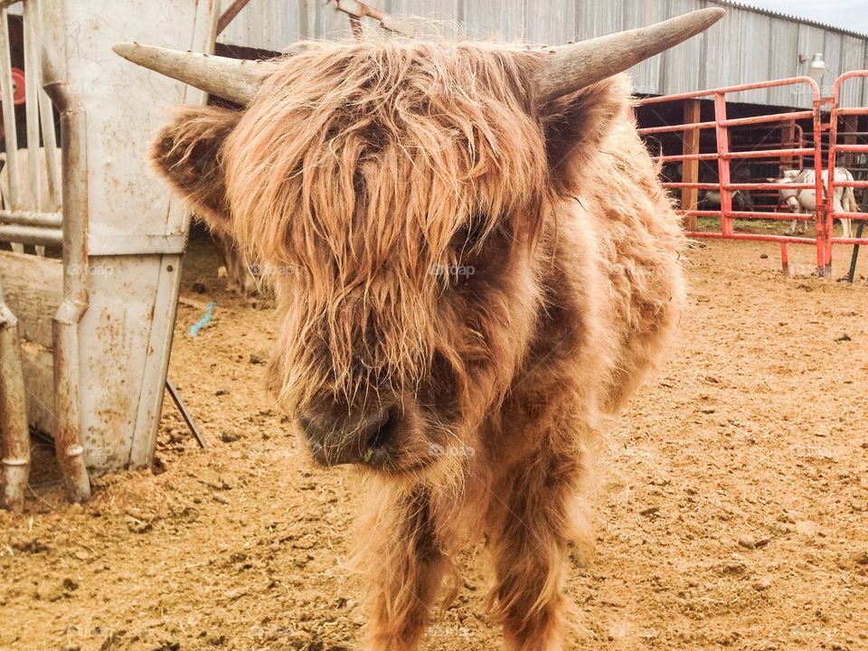 Baby cow