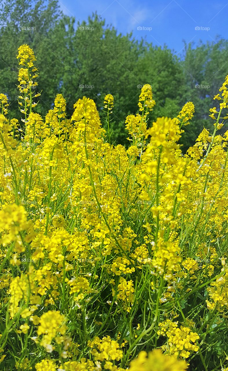 wild yellow flowers in the park
