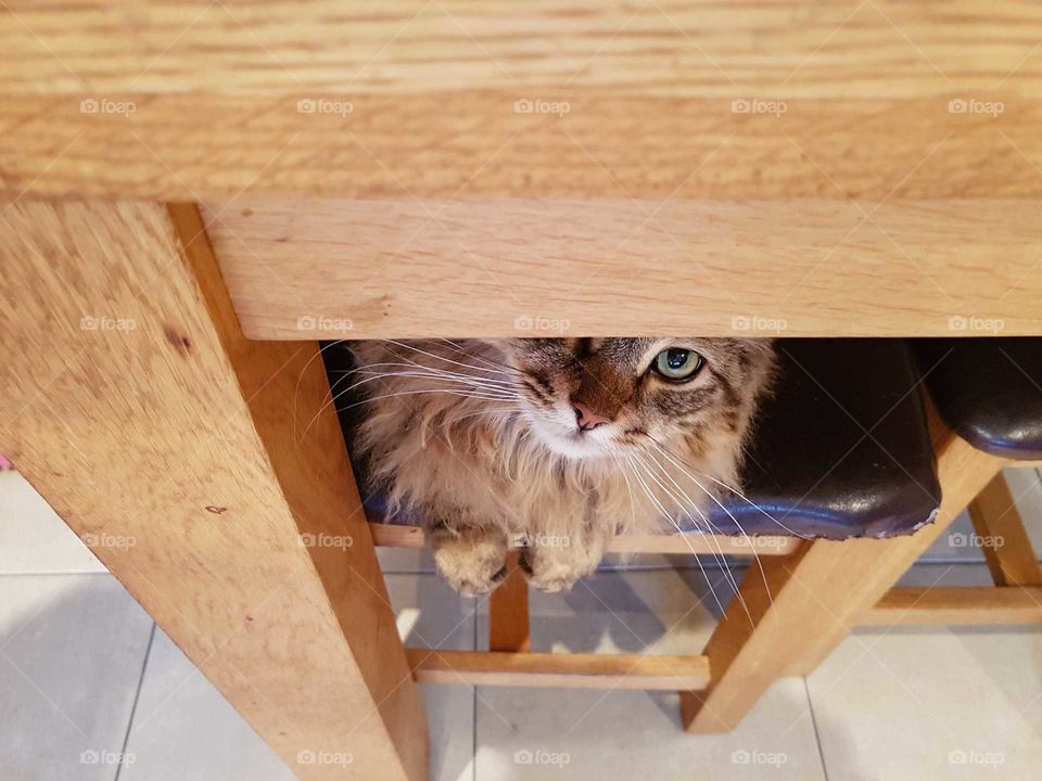 fluffy longhaired cat spying out from under wooden dining room table.