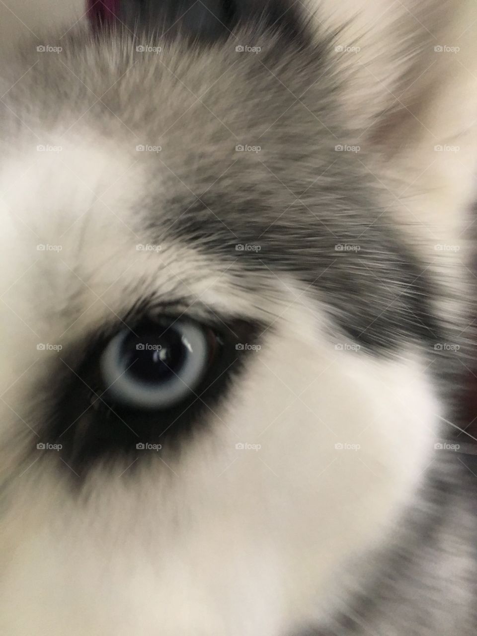 Blue eyed Pup