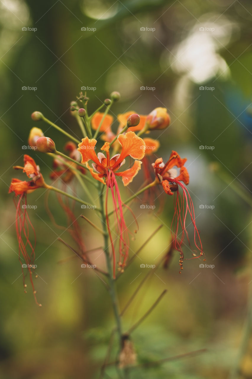 natural model ! the grass of love! fair whether