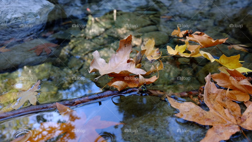 Dry leaves floating on water