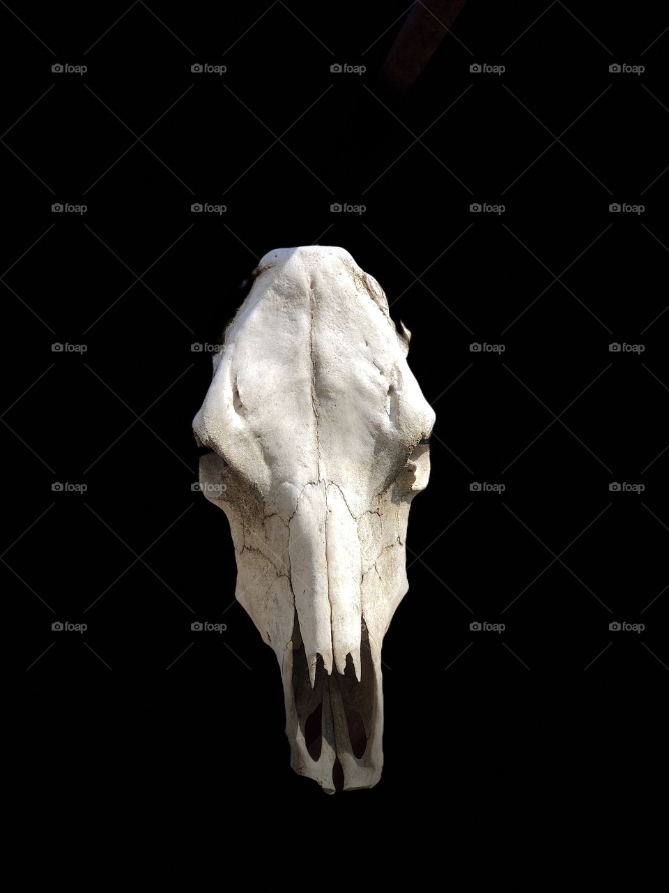 A horse skeleton with black background