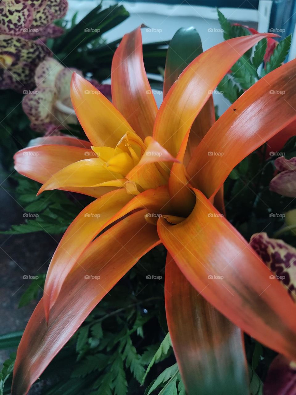 bright orange tropical flower bursting to life