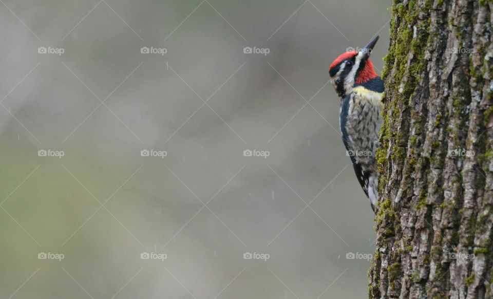 Yellow - bellied Sapsucker woodpecker 