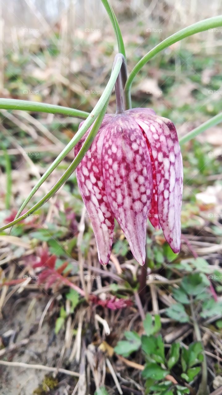 flower of the protected species Fritillaria meleagris