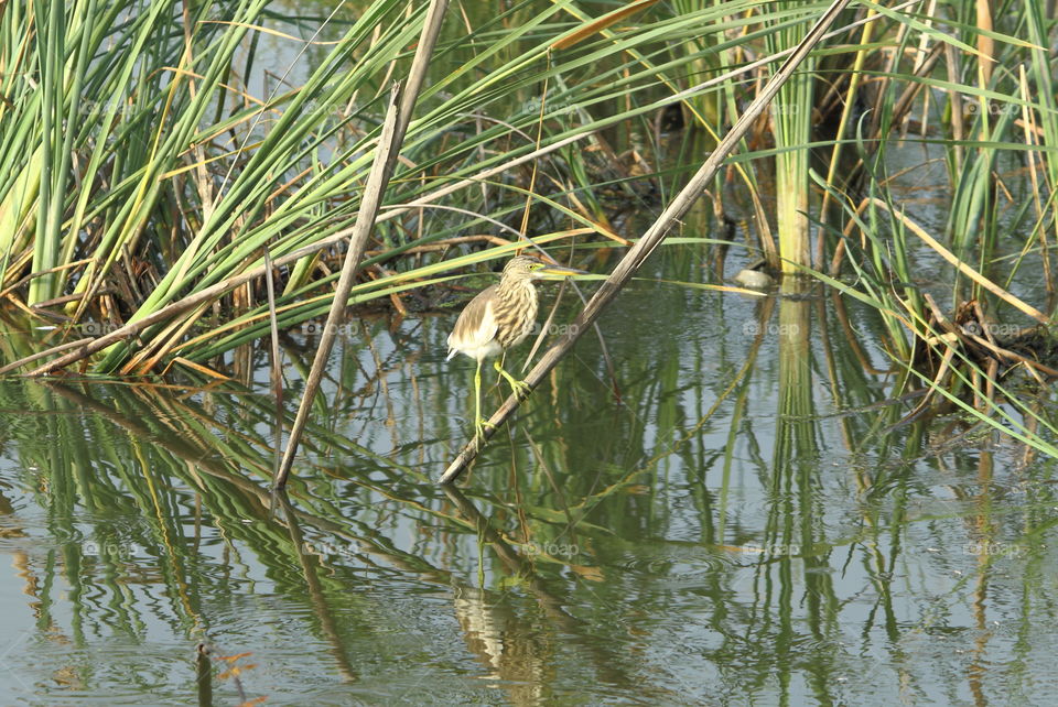 Waiting for prey. A bird waiting for prey in Marsh land