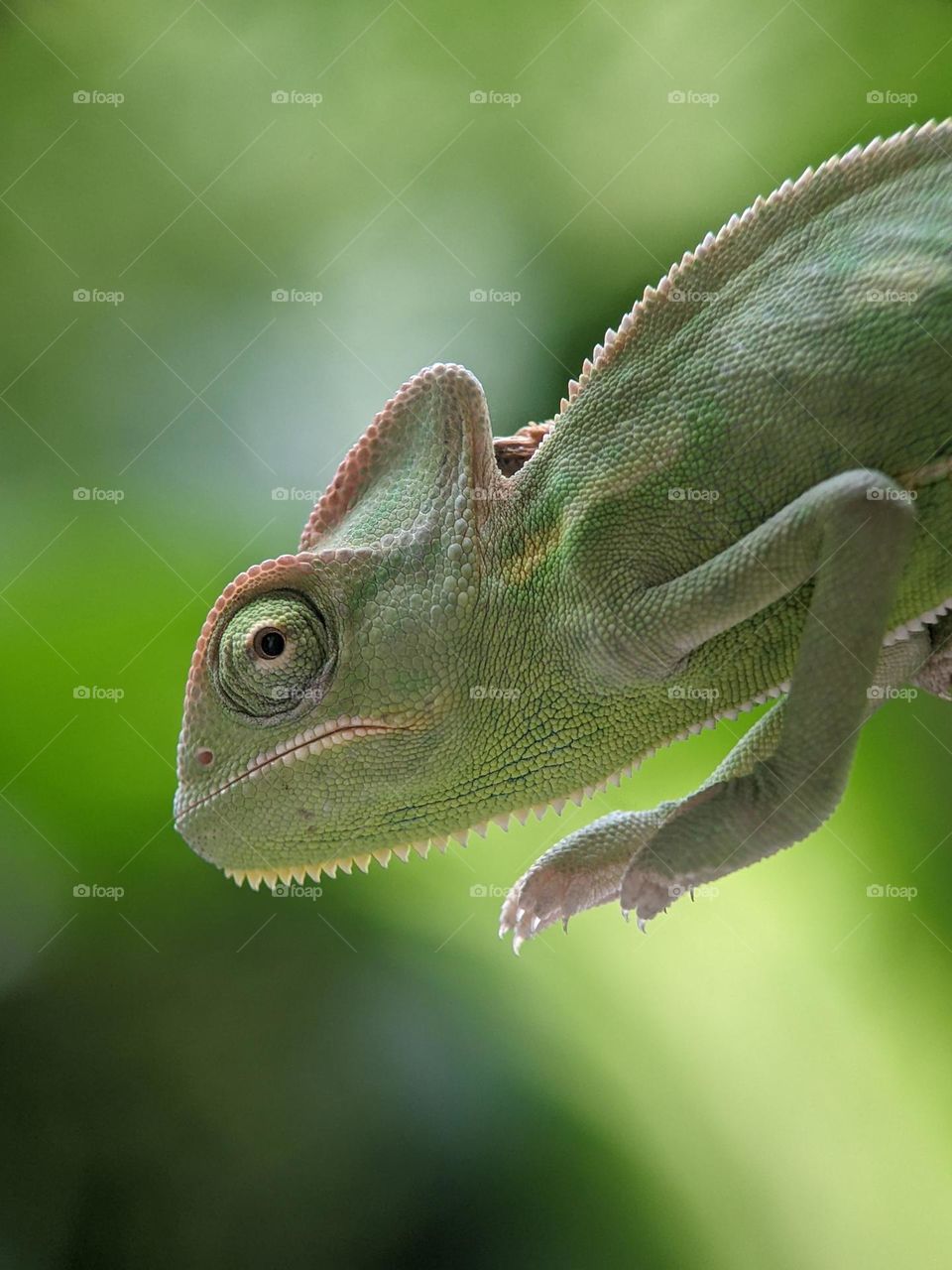 Reptiles , Green Veiled Chameleon