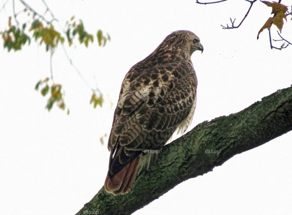 Hawk on Patrol