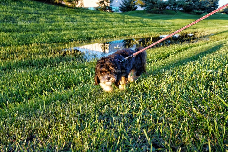 High angle view of dog