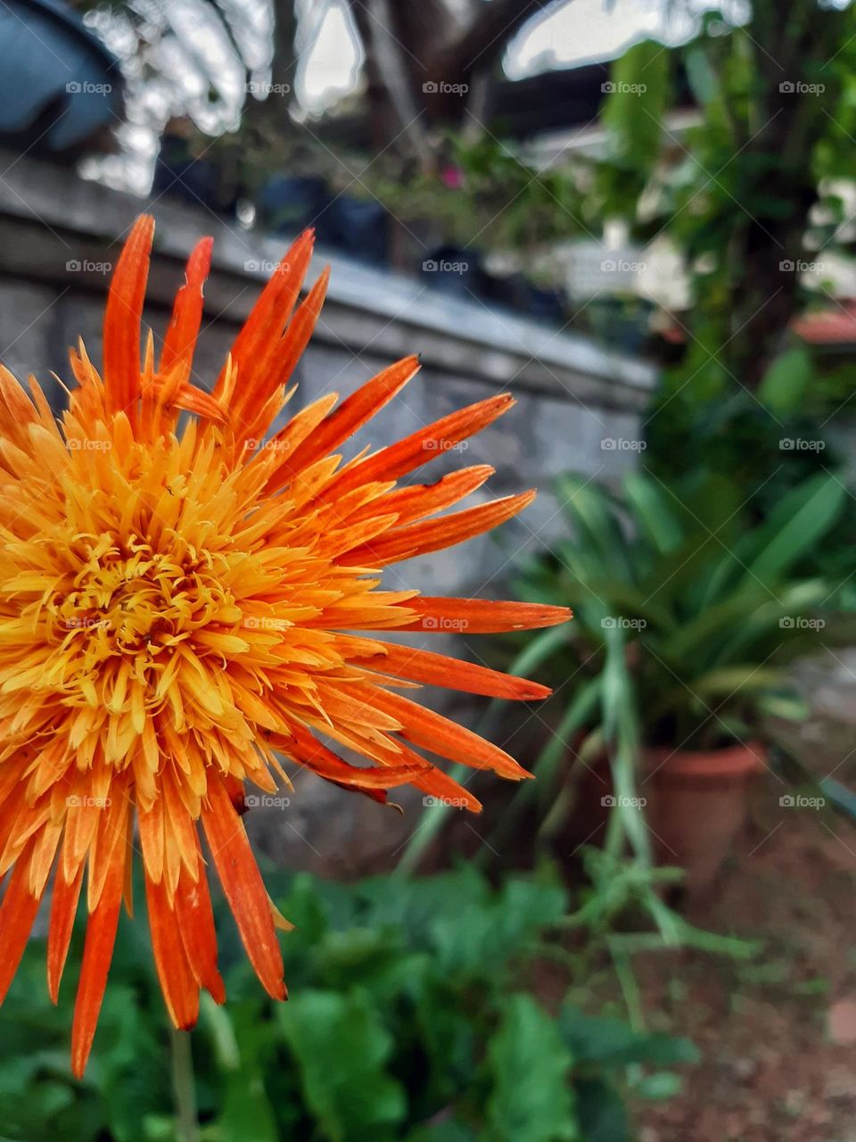 Brightening your day 🏵