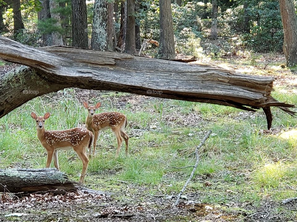 Fawns in the Woods