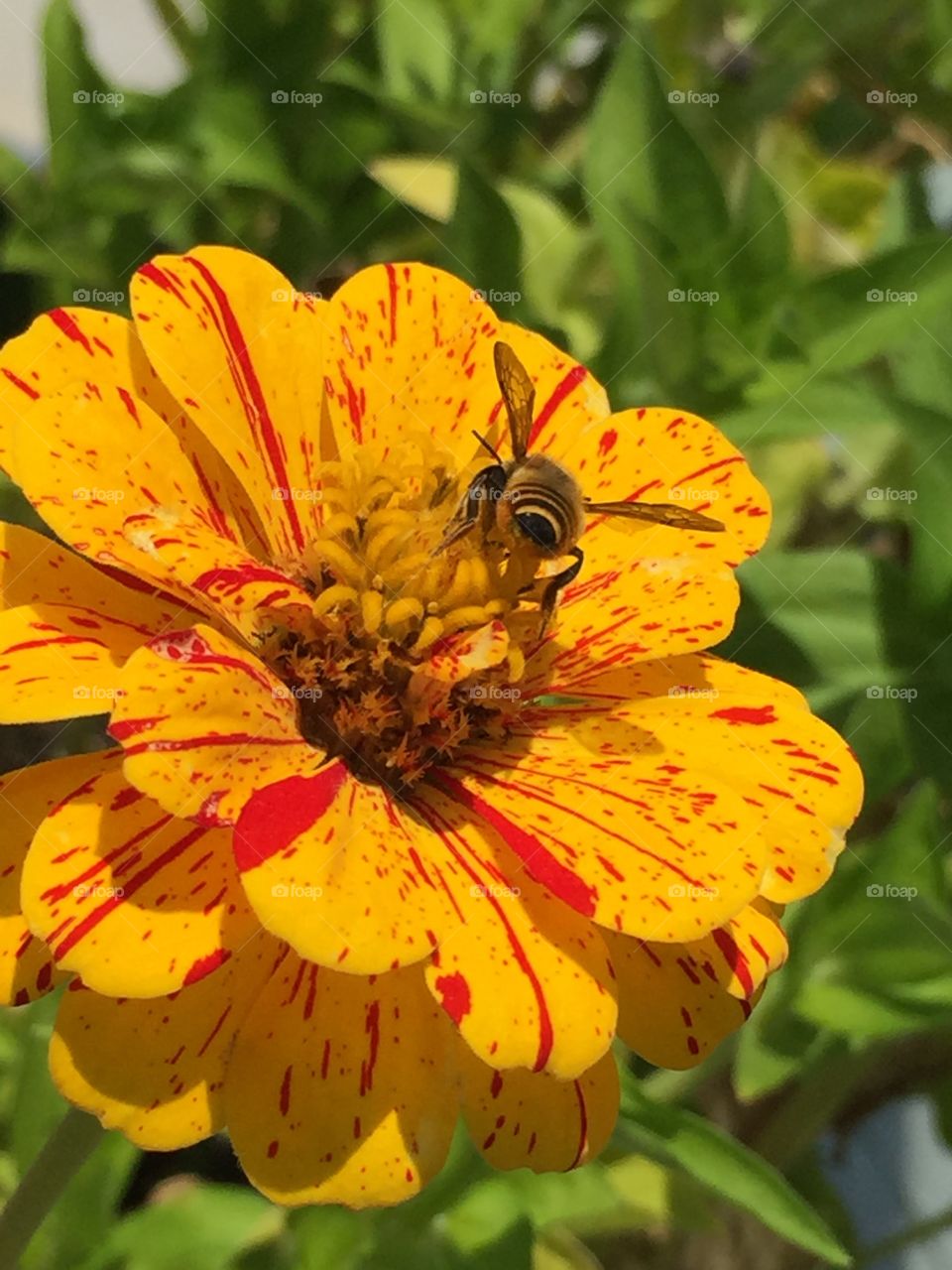 Wasp on flower