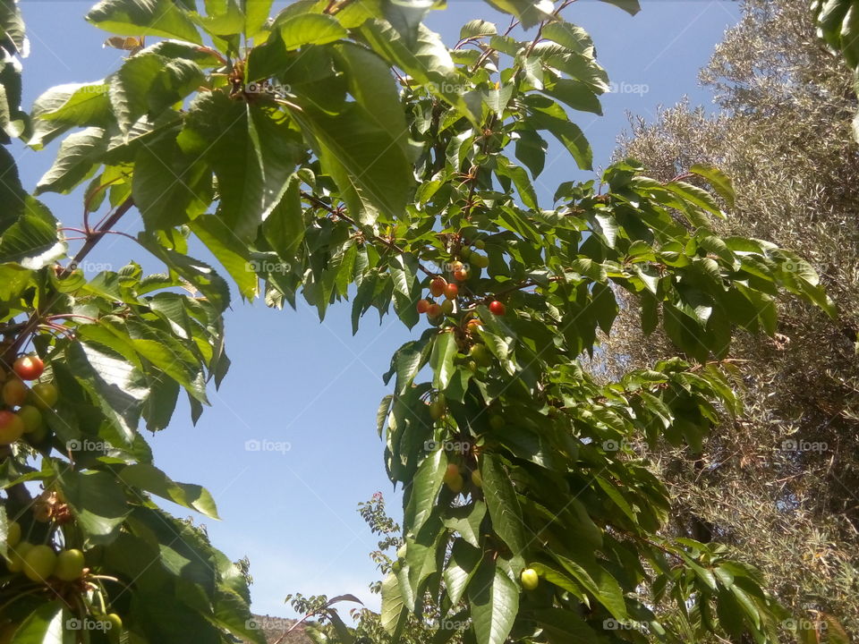 cherry tree