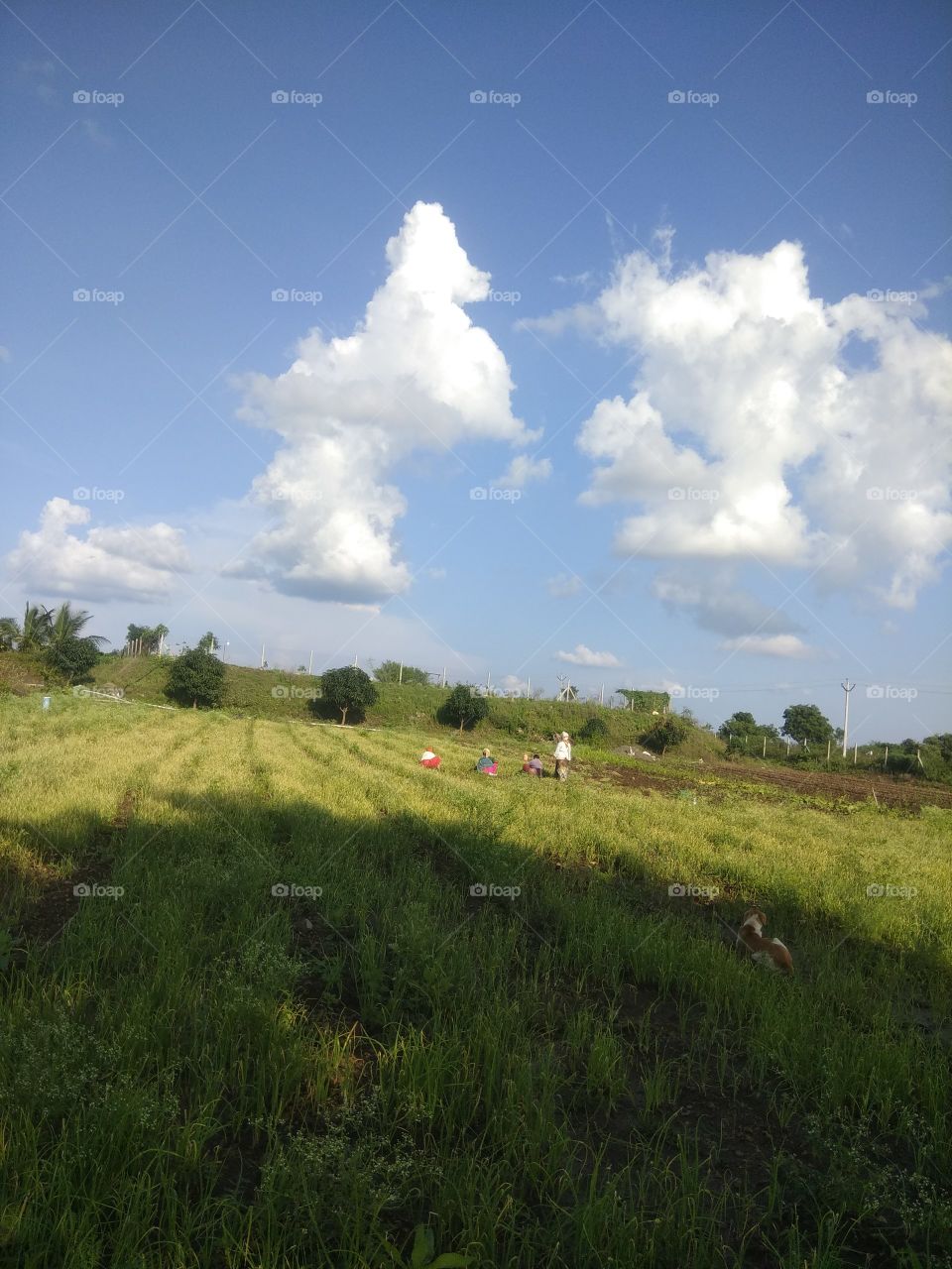 A daytime view from my village farm!! Rural view!