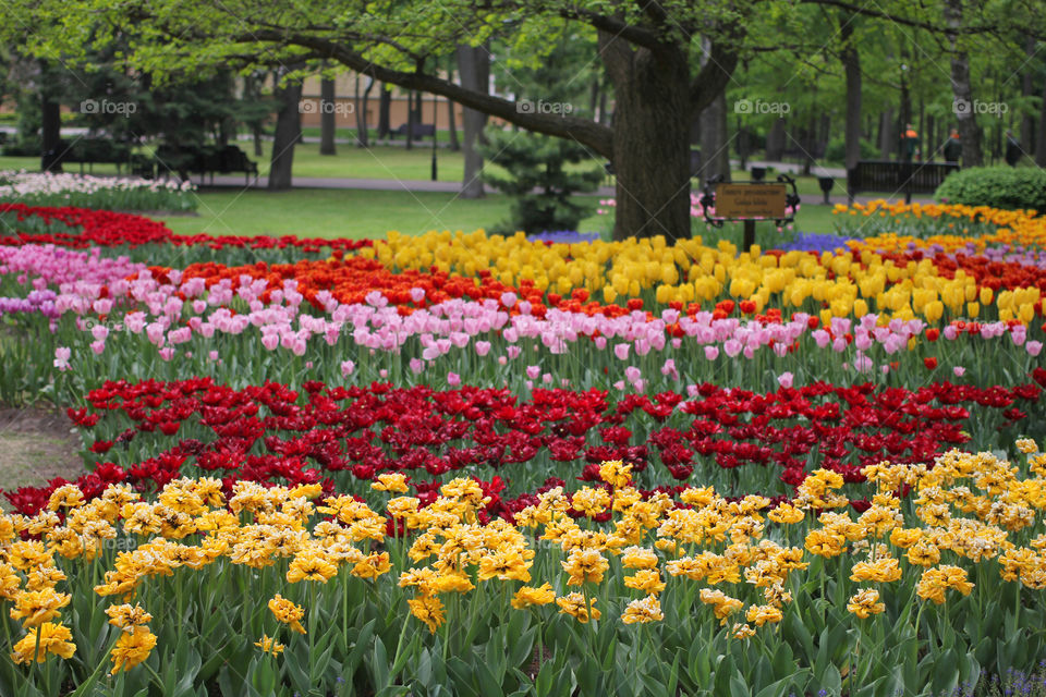 Tulips in the city park