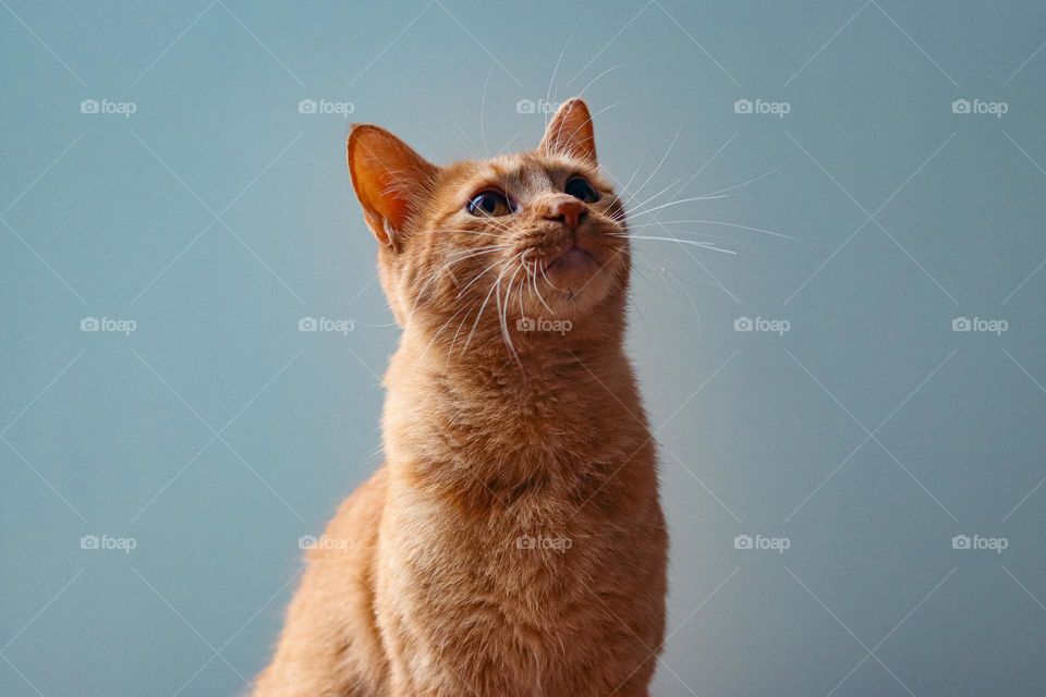 Orange cat 