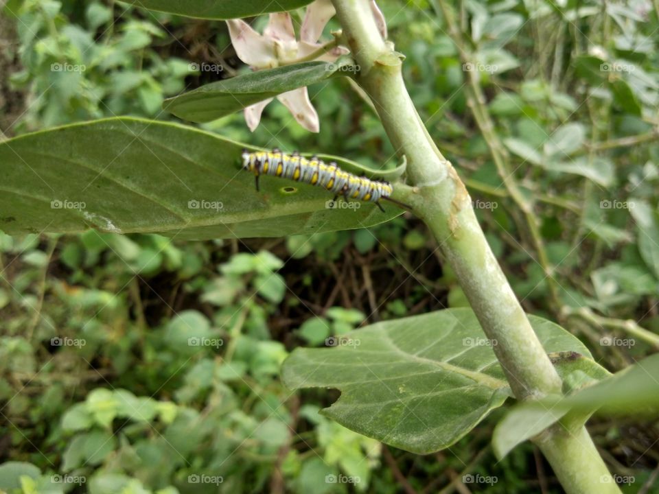 blanket worm under the leaf