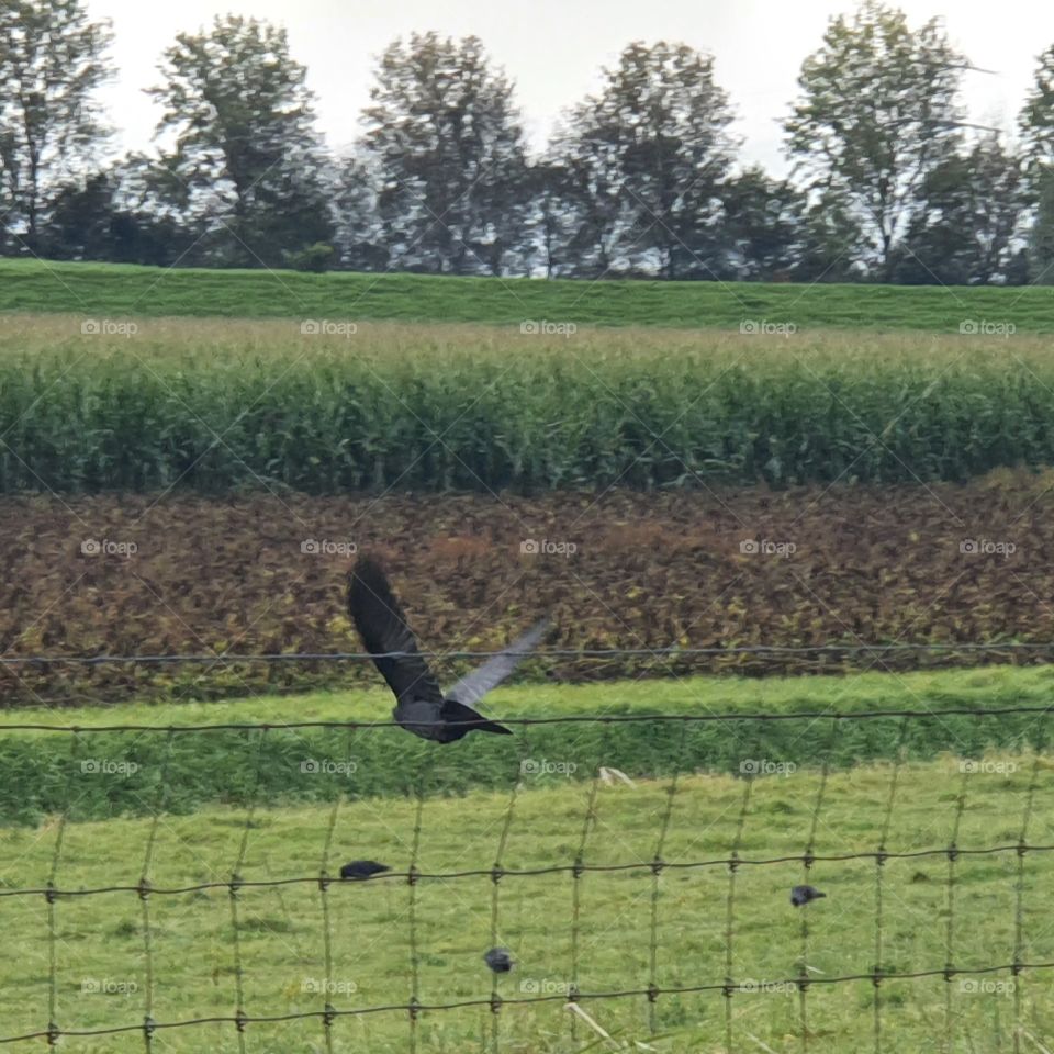 A flying black crow. outside