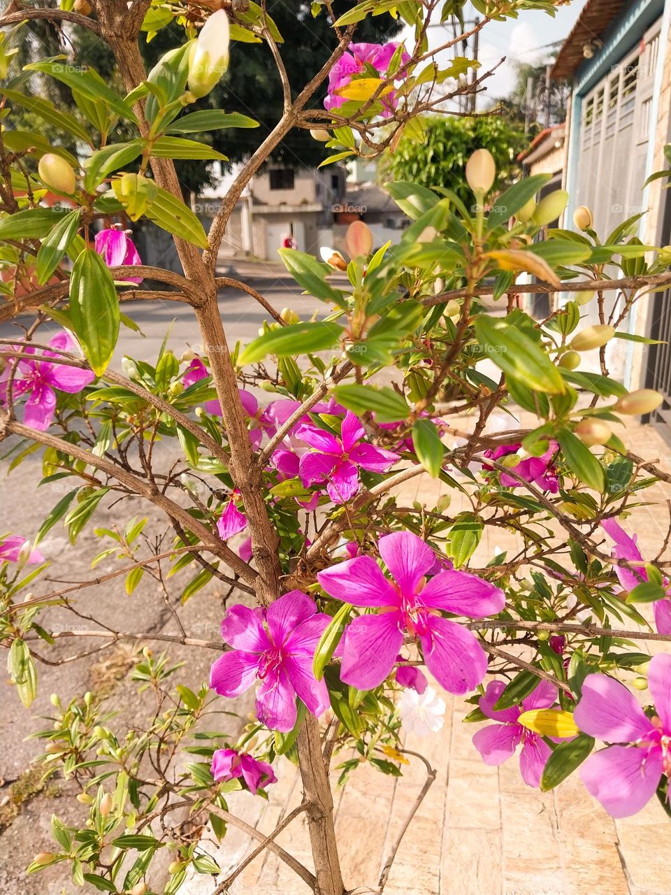 Flower on the sidewalk