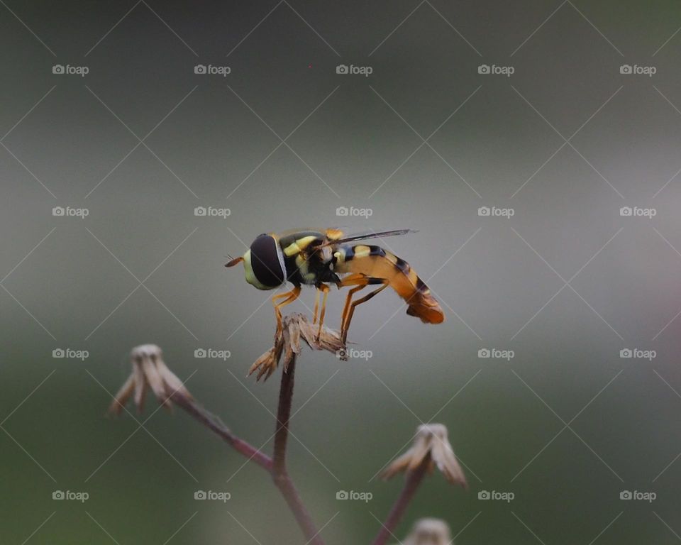 hoverflies