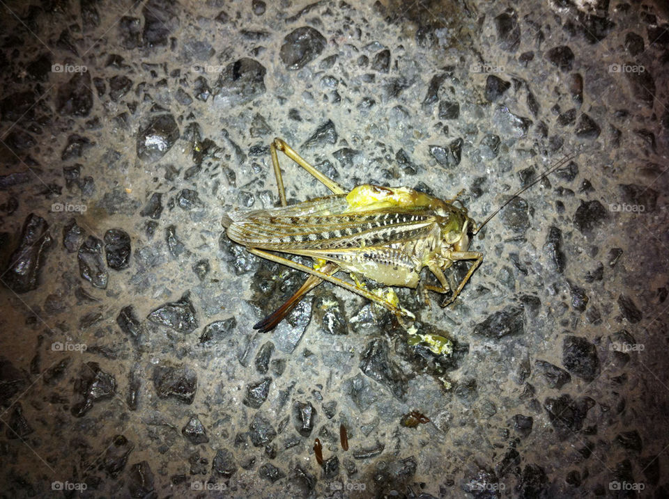 street stones road insect by lori_lolly