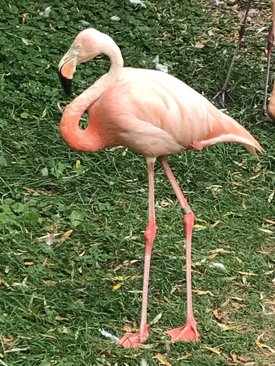 Flamingo