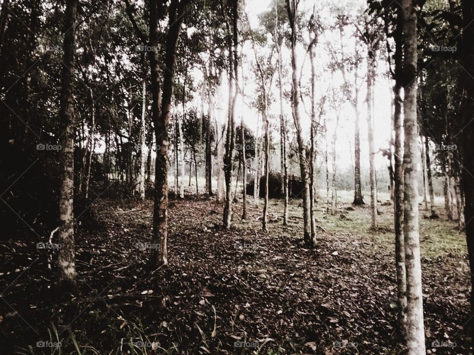 Paisagem de inverno.