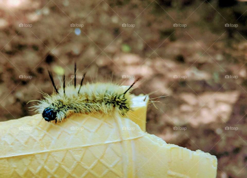 Yellow Caterpillar