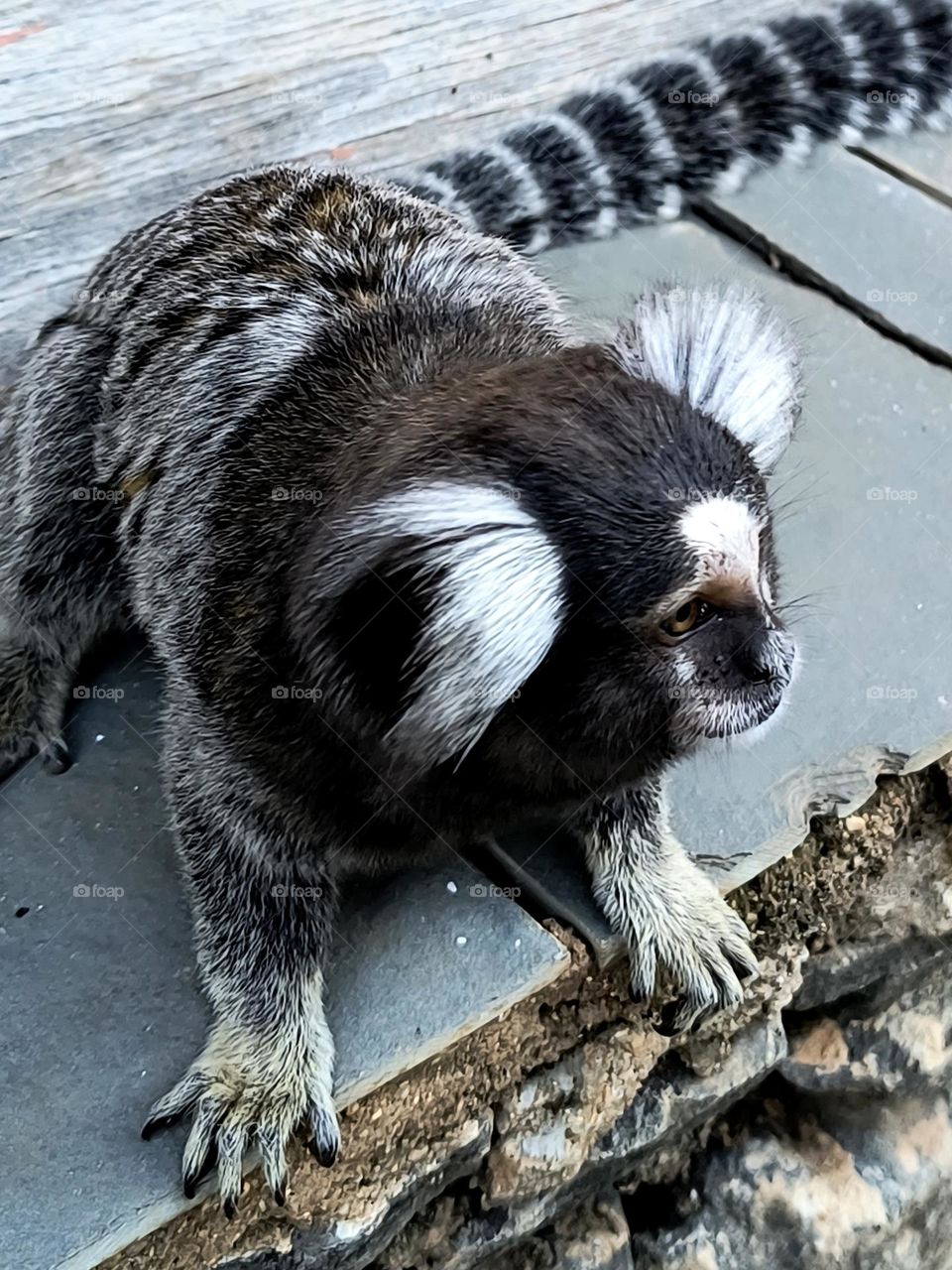 sagui