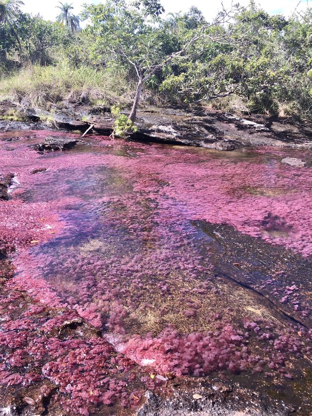Colored river