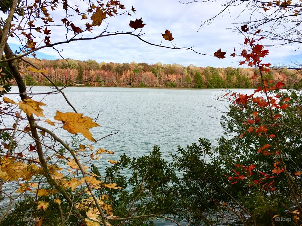 Colorful leaves and trees at the lake
