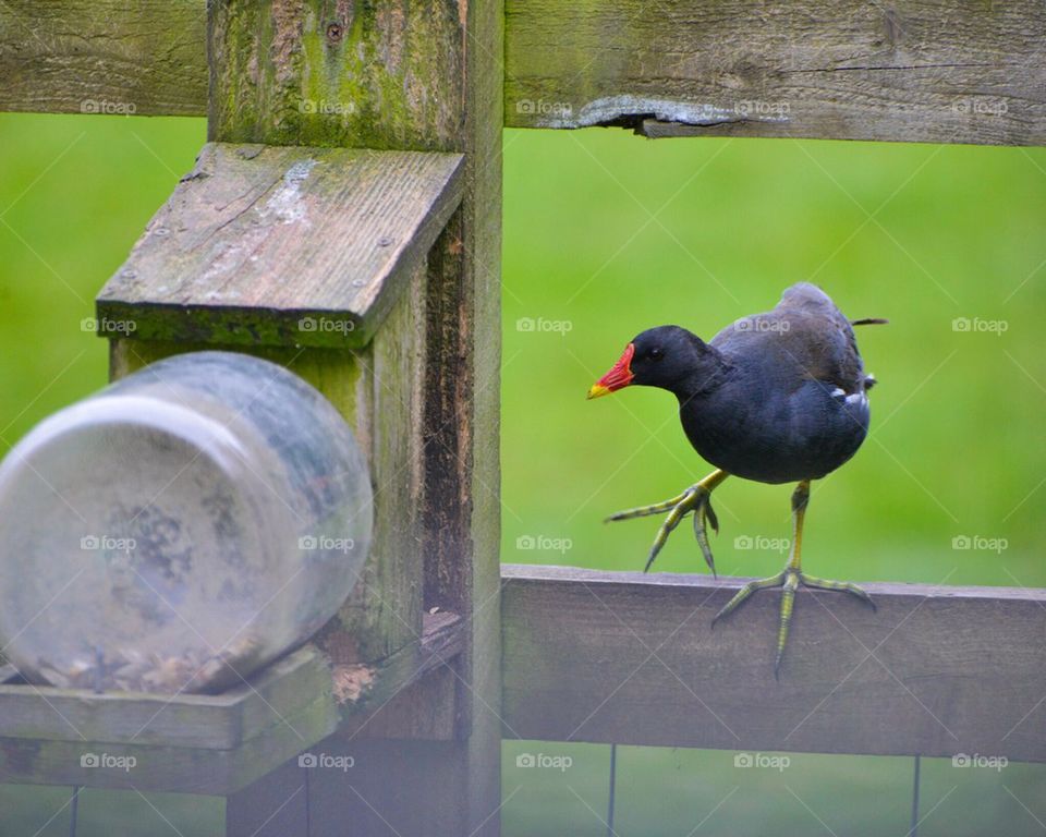 Moorhen checking out squirlfeeder