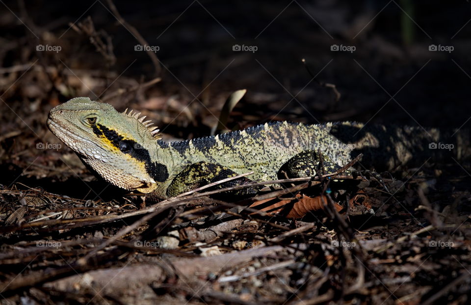 Eastern water dragon 