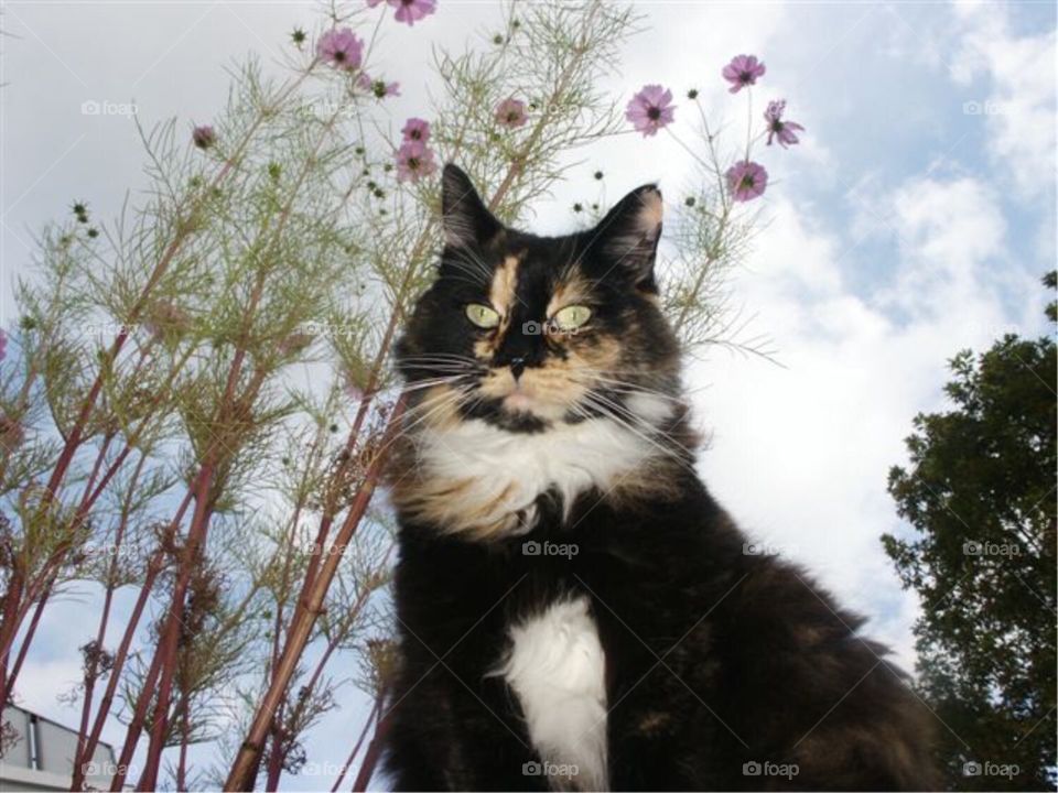 Calico Cat, Family Pet, Blue Sky, Flowers