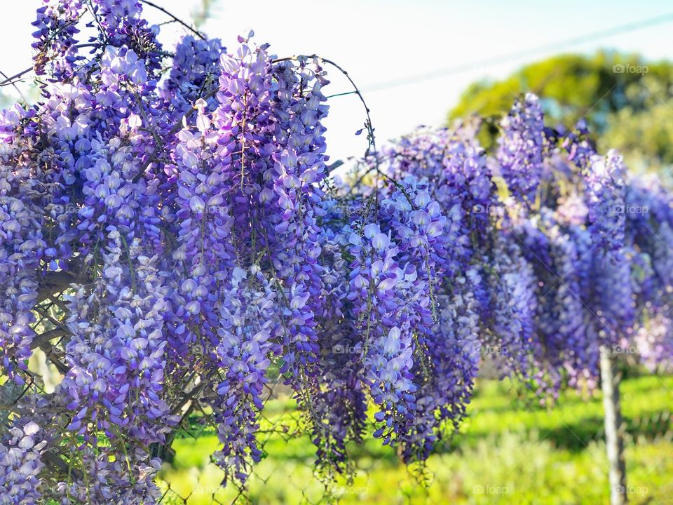 Wysteria spring fowers