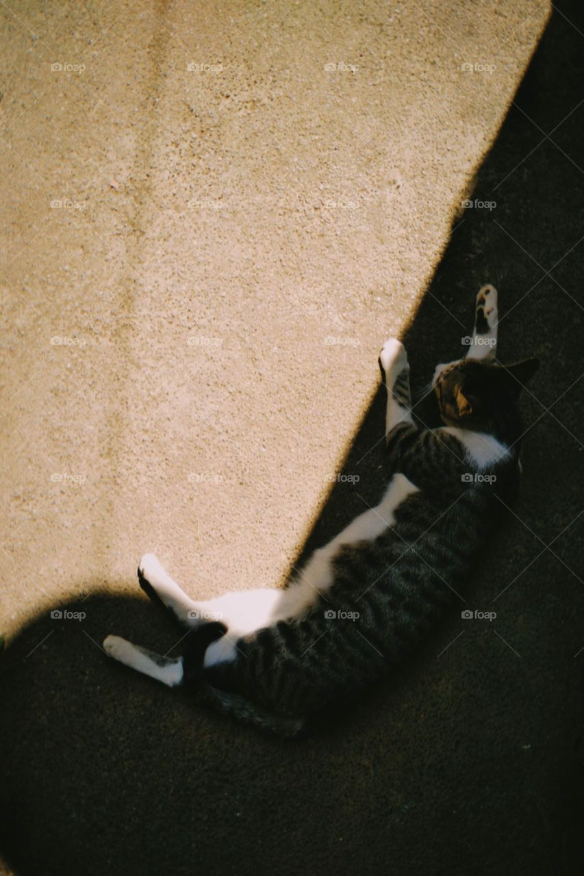 Cat laying down and relaxing in the shade.