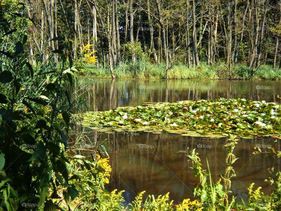 Swamp with nenuphar
