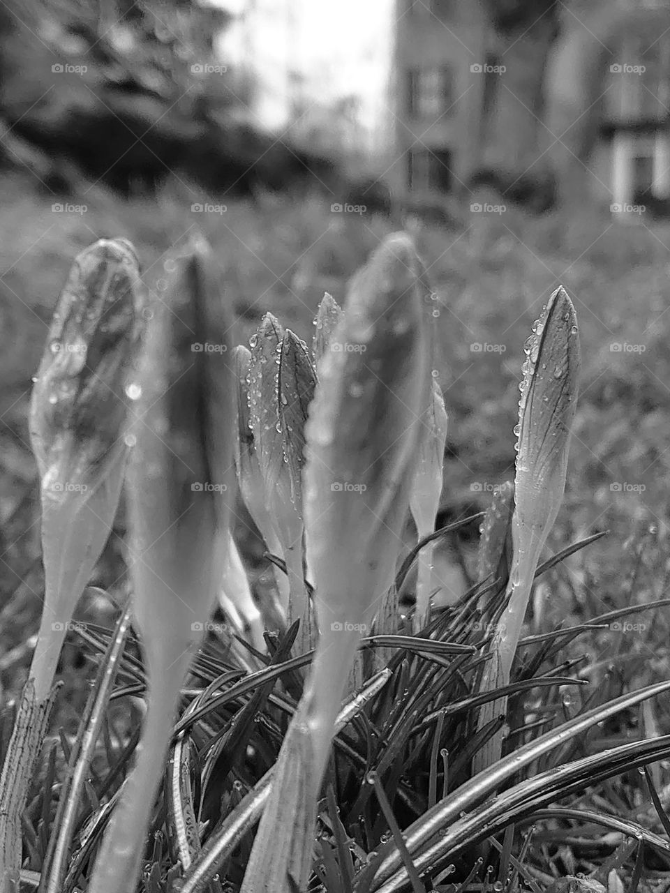 Crocus in the rain