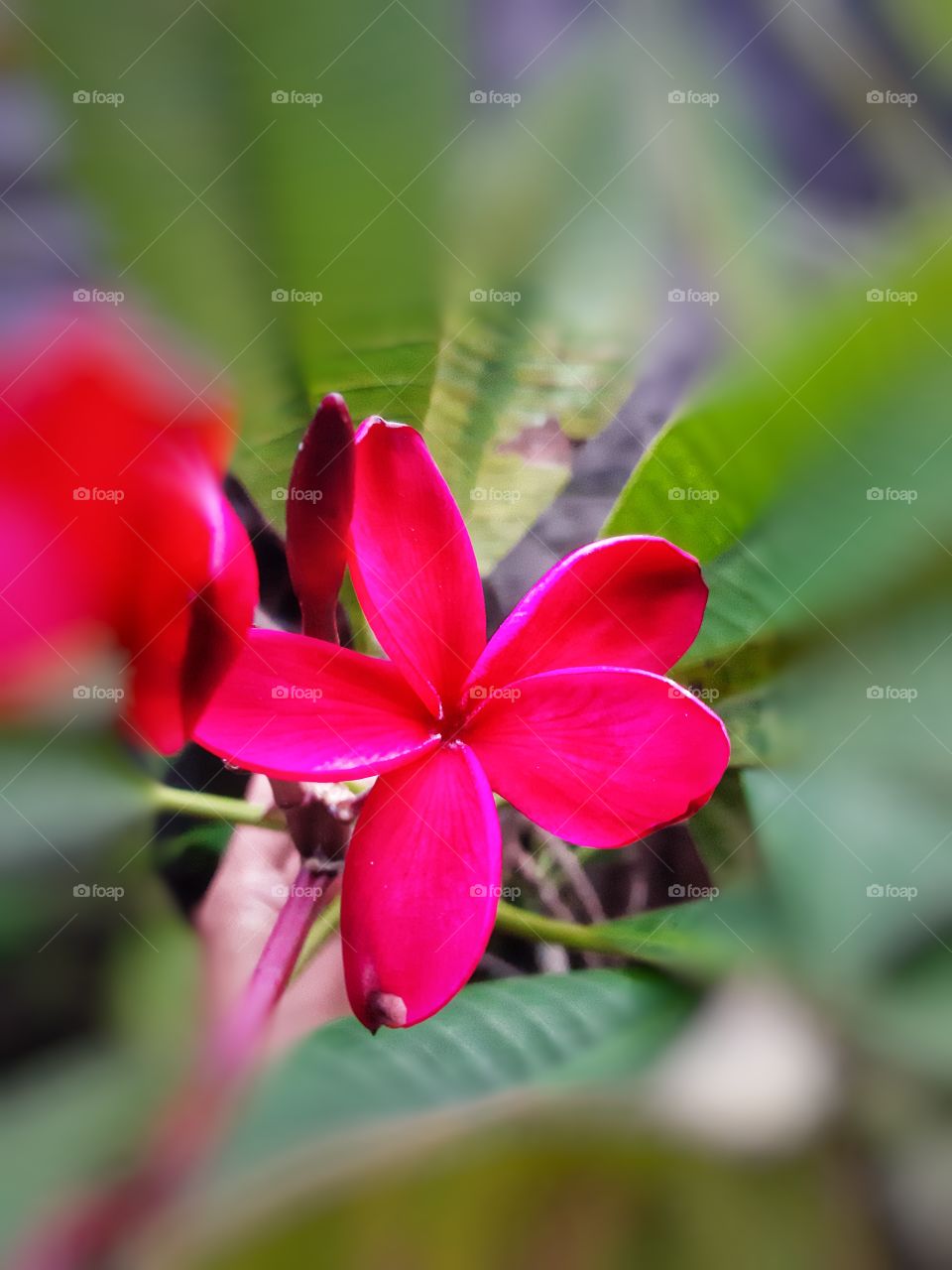 A focused background photo of bright red flower