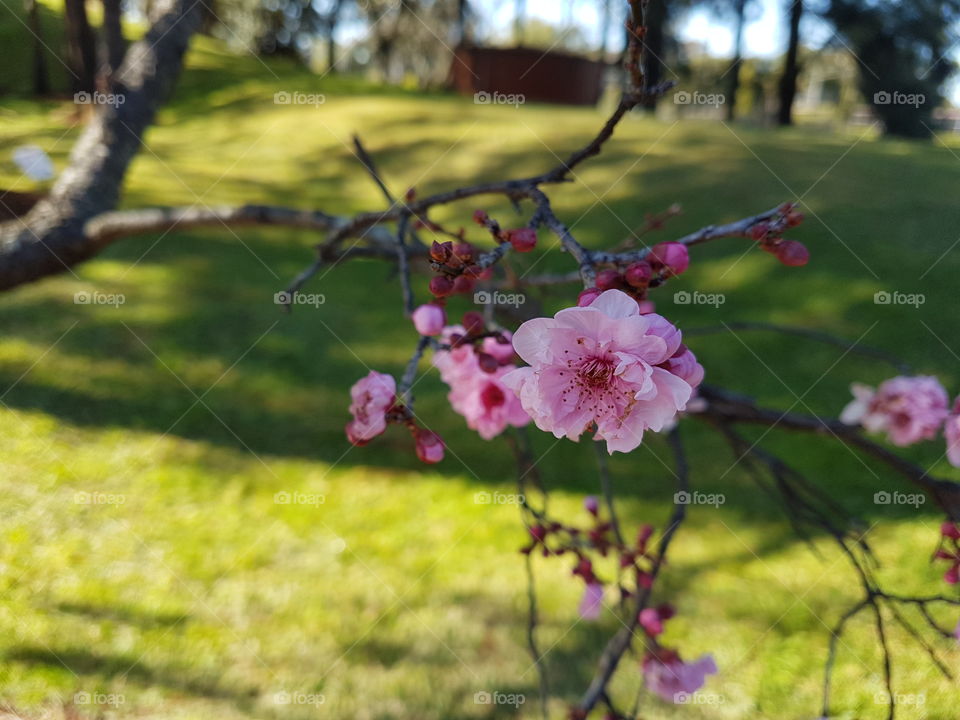 spring  flowers