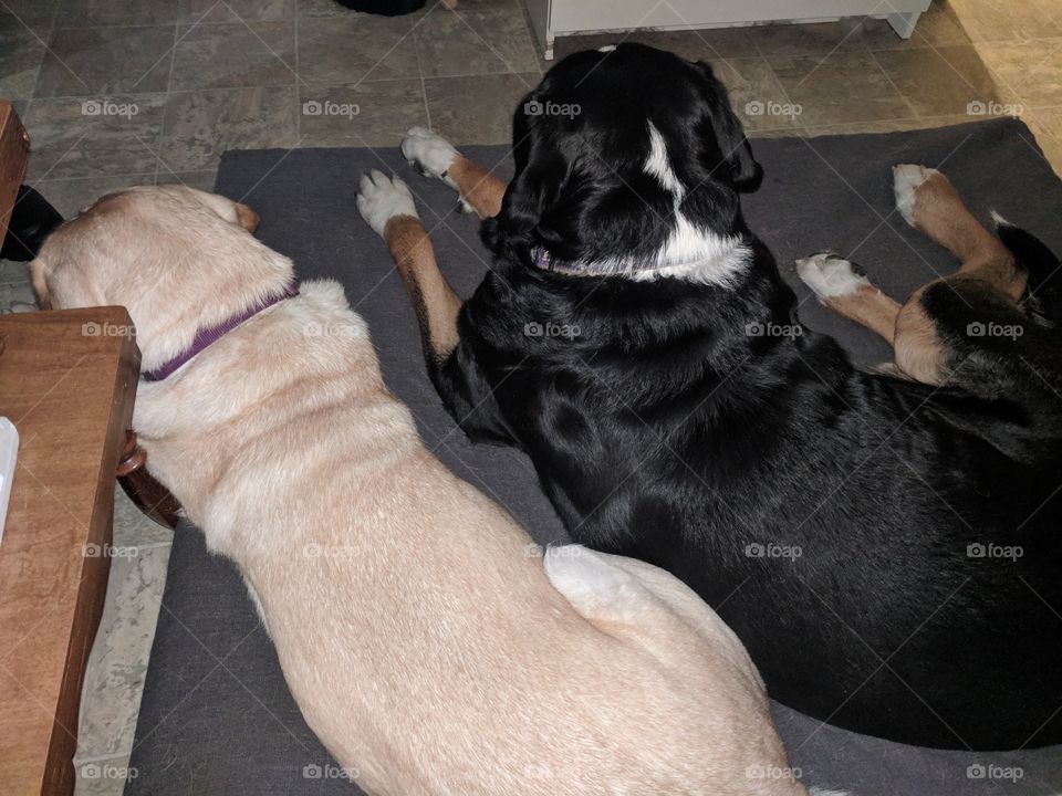 Two Dogs Sharing Pet Bed