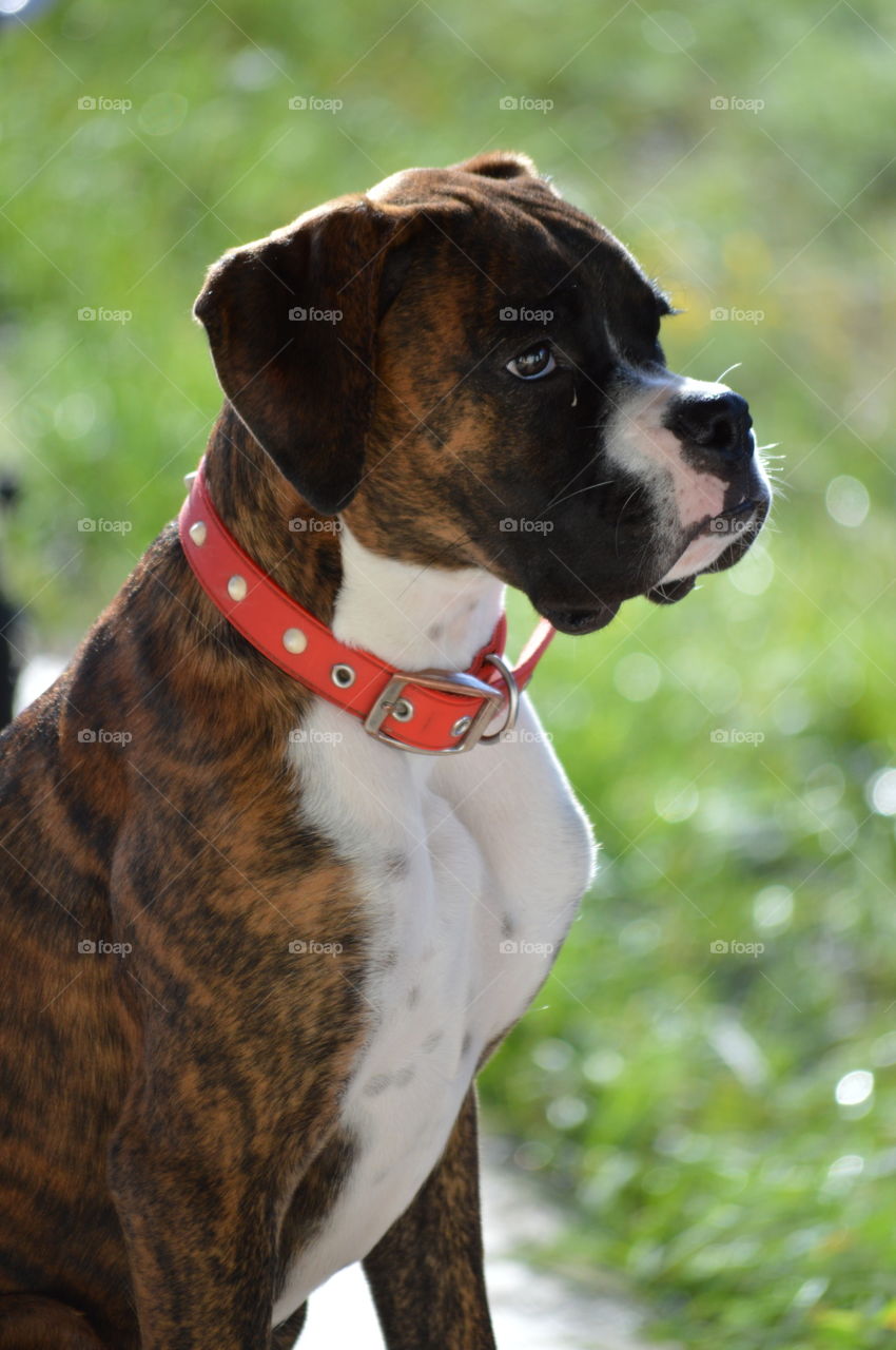 brindle boxer profile
