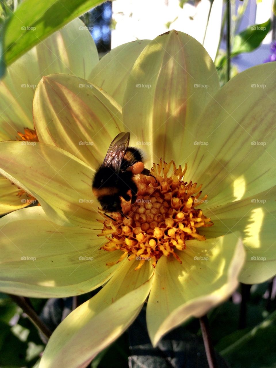 Bumble bee and Flower