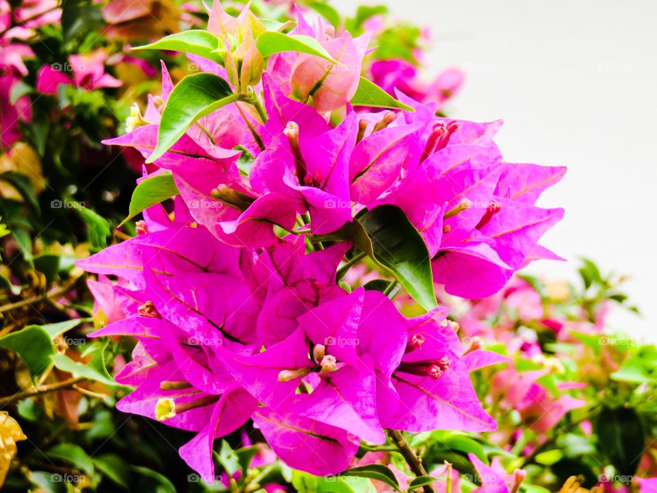 Bougainvillea 