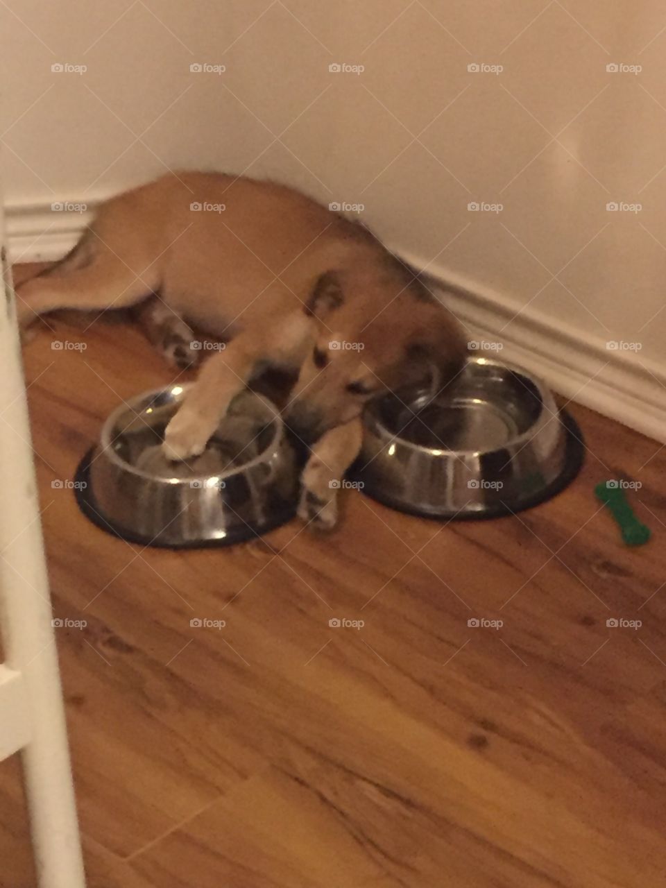 Puppy pal All tuckered out after finishing his dinner...